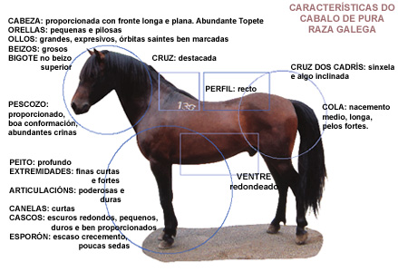 Foto Caracteristicas do cabalo de pura raza galega