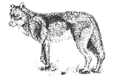 Debuxo dun Lobo